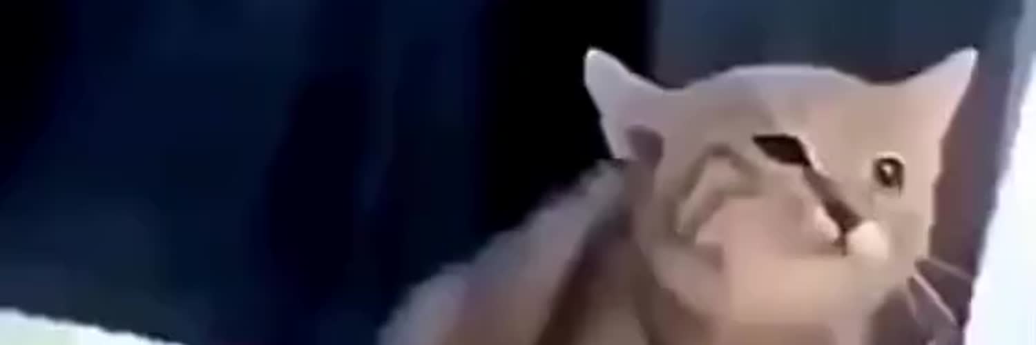 PRESS CAT — first video frame